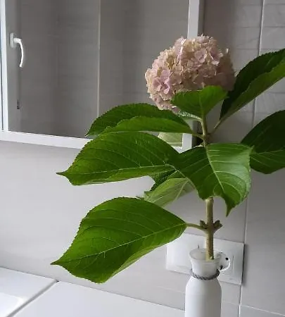 Appartement Reyna